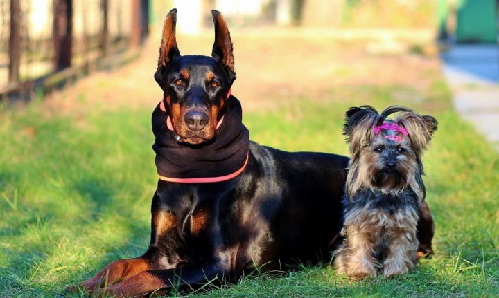 cão