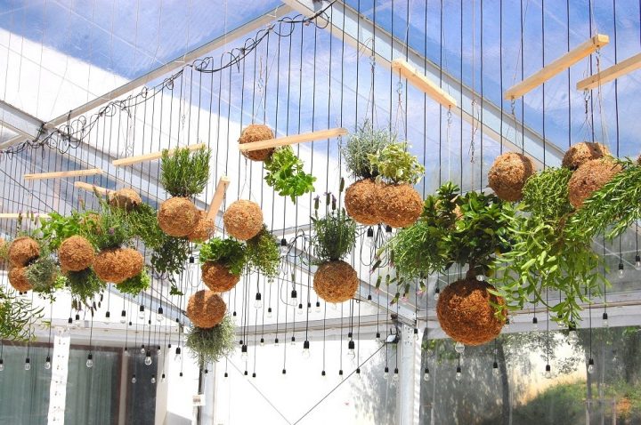 kokedama