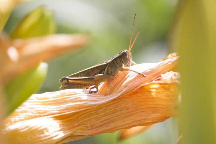 gafanhotos
