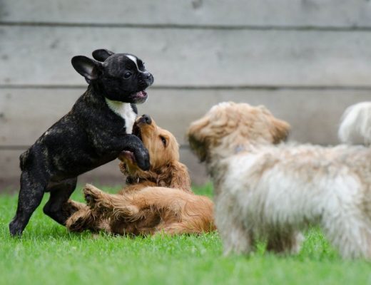 cão