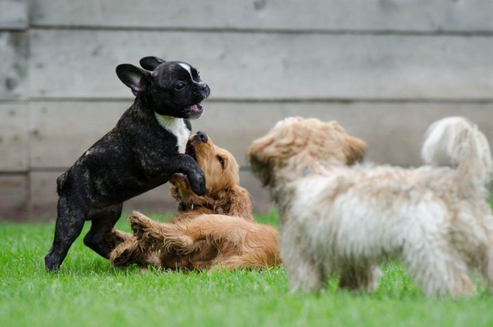 cão
