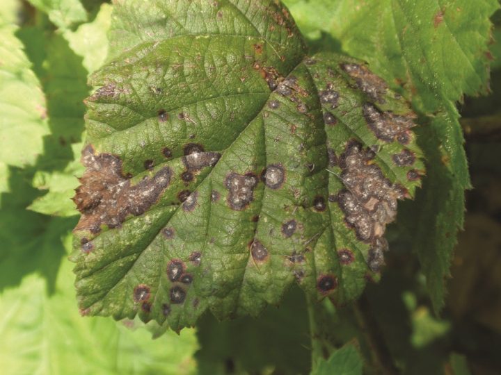 septoria da framboesa