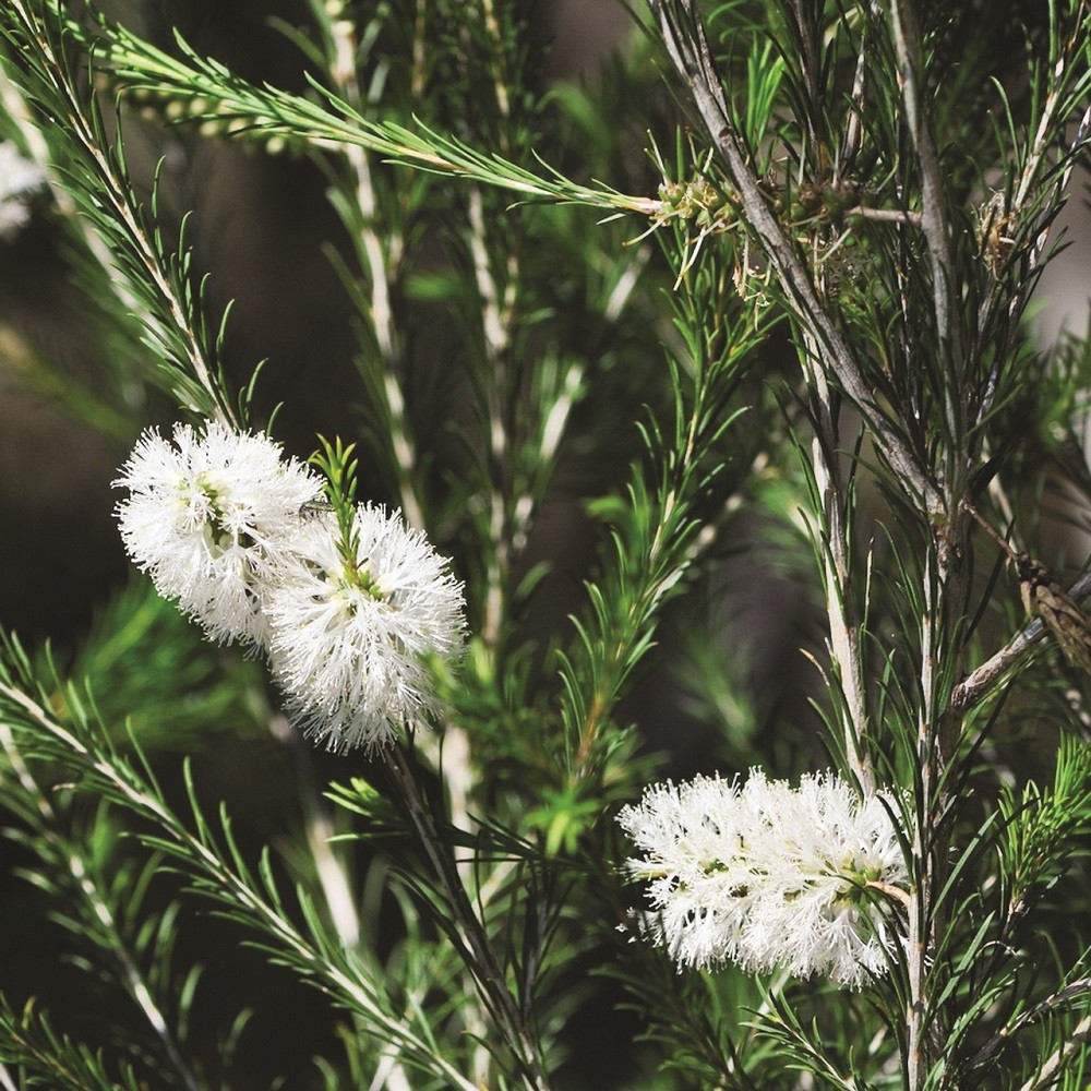 Melaleuca, uma planta resistente à água salgada