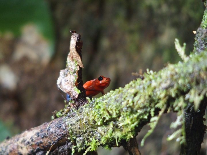 la selva