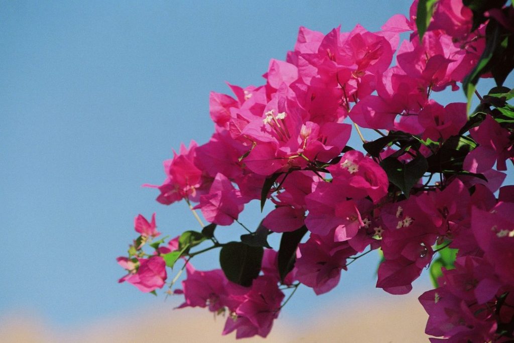bougainvillea, uma das flores de primavera
