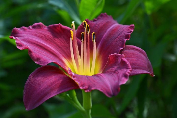 hemerocallis