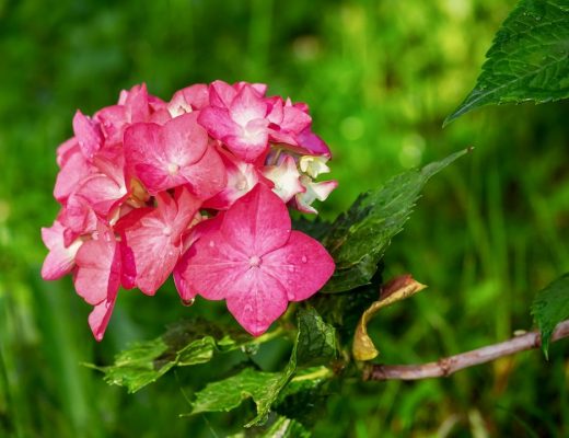 hortênsias