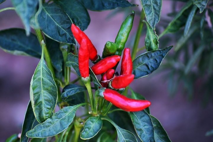 piripiri