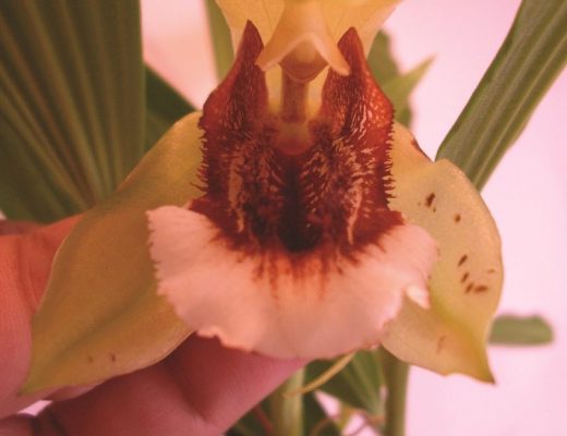 coelogyne