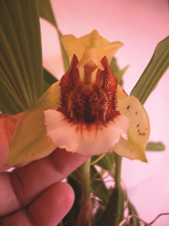 coelogyne