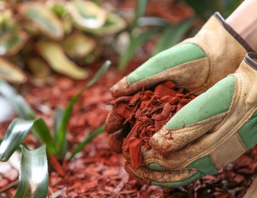 mulching