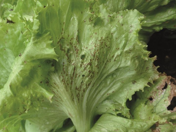 septoriose