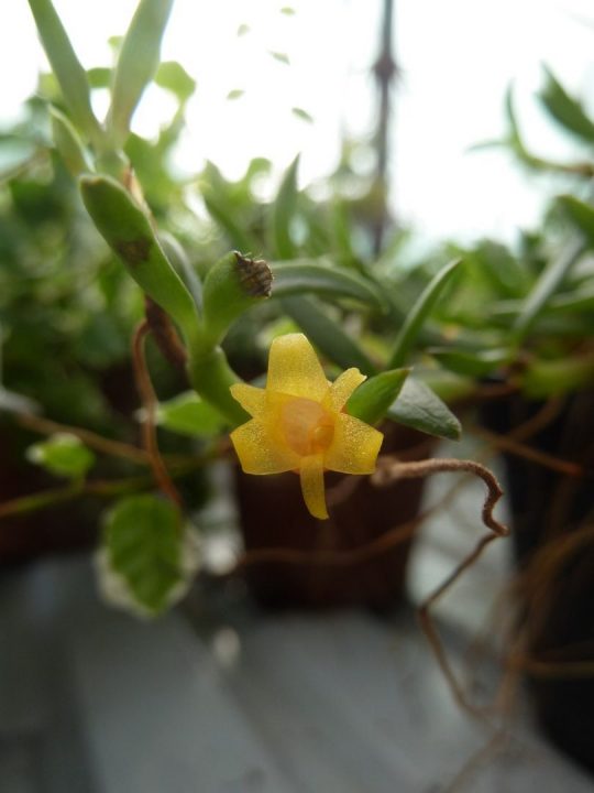 Meliocalcar decoratum