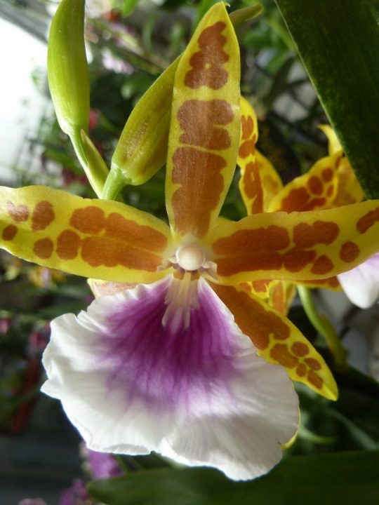 miltonia