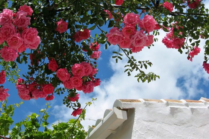 roseiras