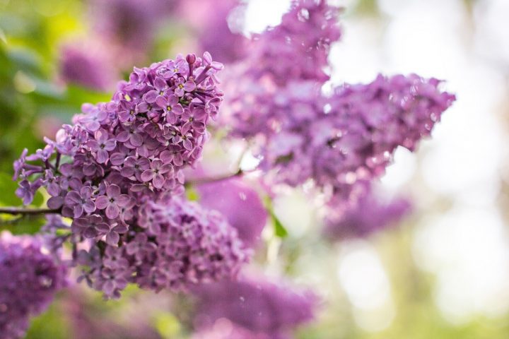 aroma