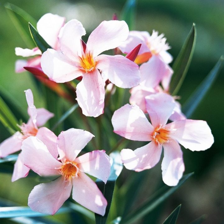 flor de oleandro (nerium oleander)