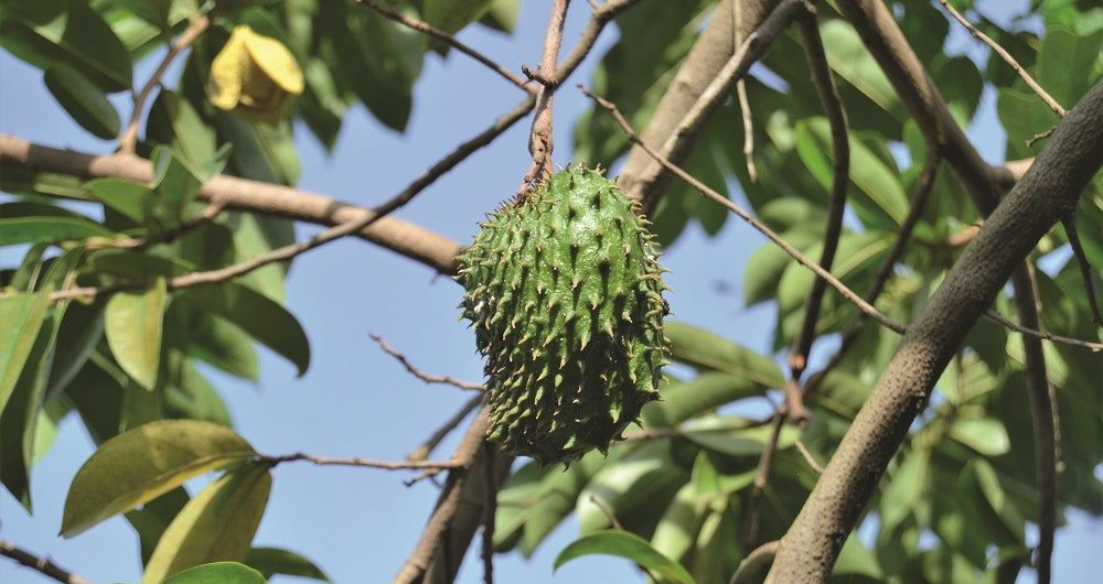 tropicais