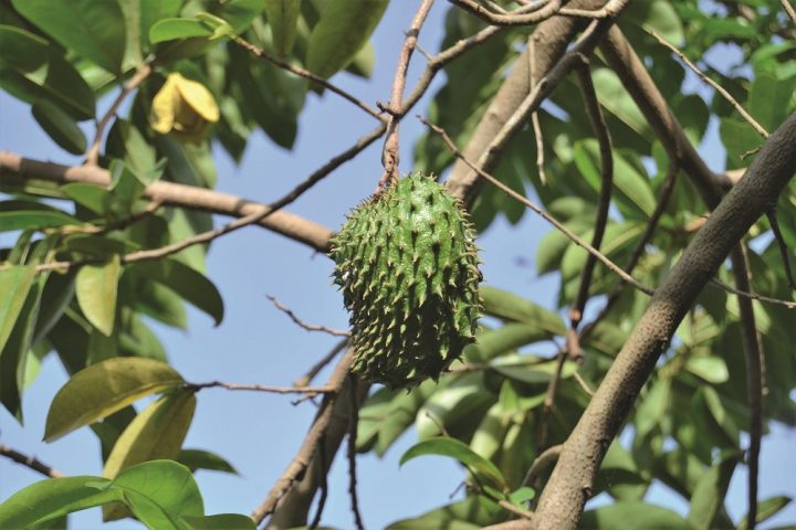 tropicais