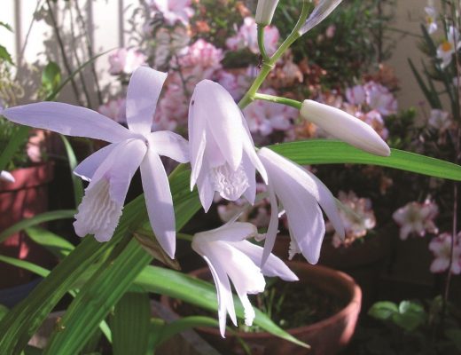 Bletilla striata