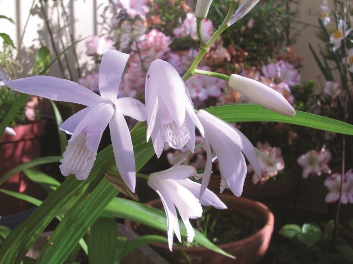 Bletilla striata