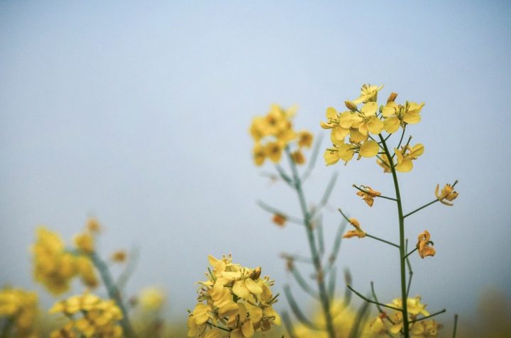 brassica