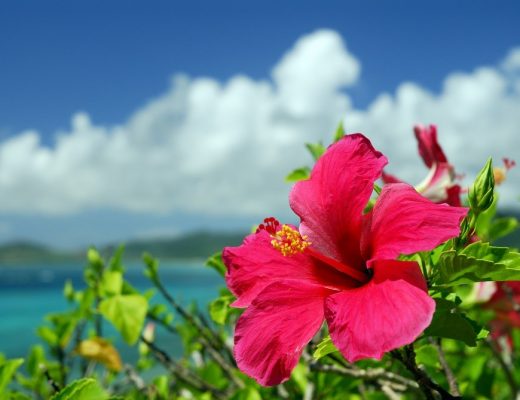 hibiscos