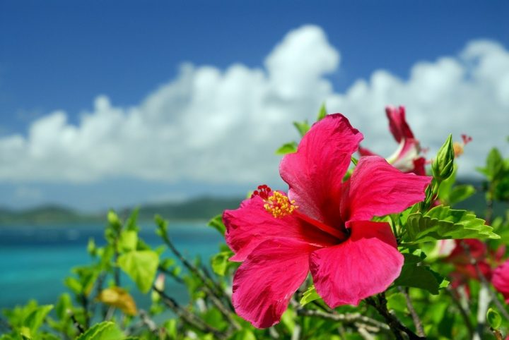 hibiscos