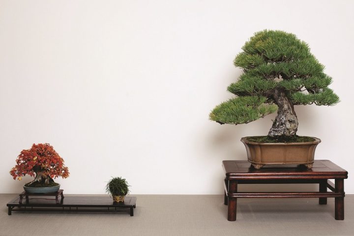 bonsai