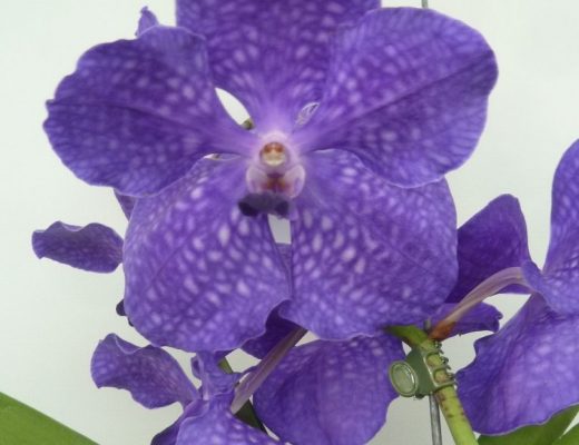 vanda