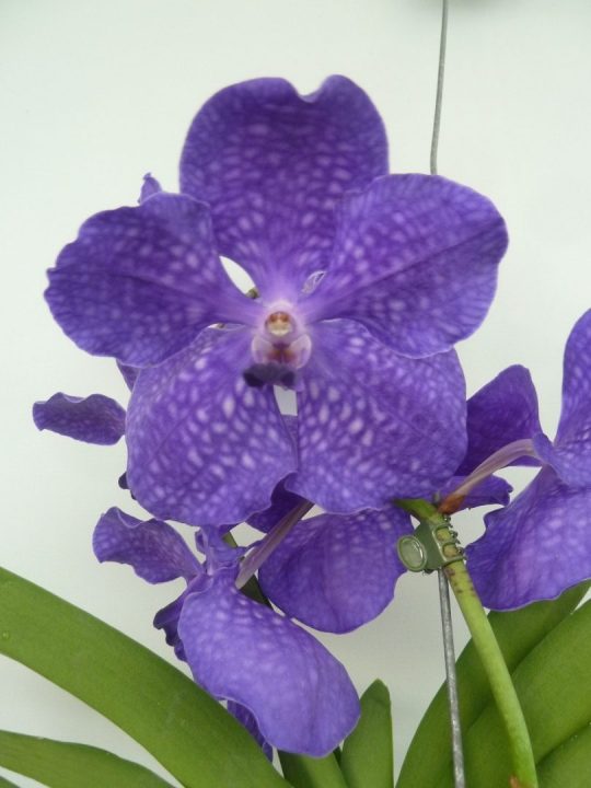 vanda