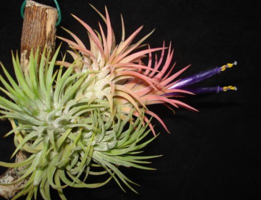 Tillandsia