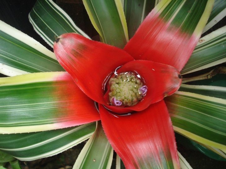 neoregelia