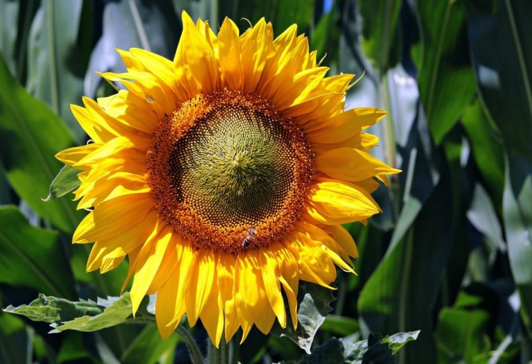 G Rasol Girassol: ficha de cultivo