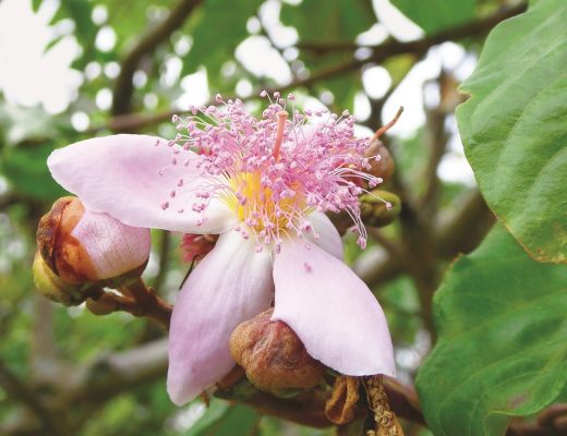 plantas medicinais