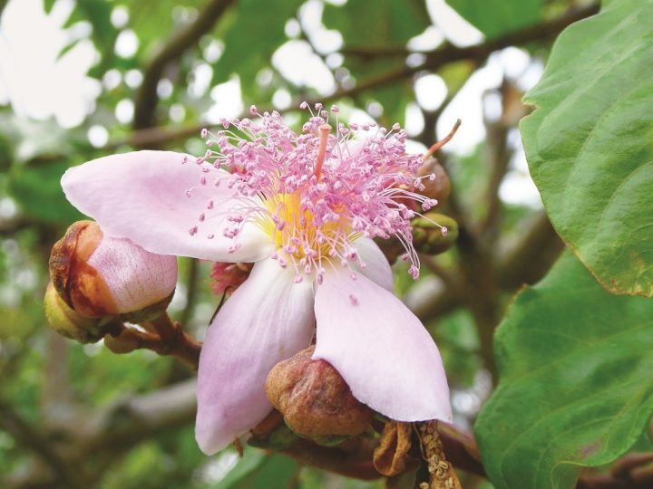 plantas medicinais