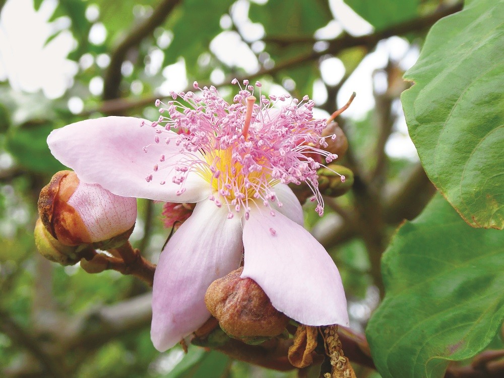 Plantas Medicinais Do Brasil