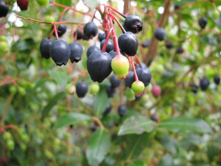 uveira-da-serra