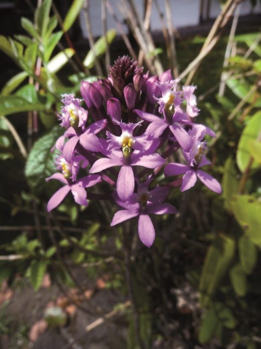 orquídea crucifixo