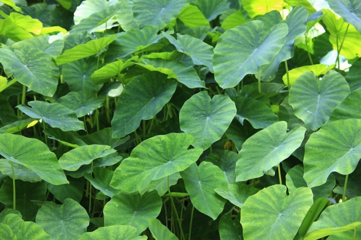 decoração de terraço - plantas - Alocasia
