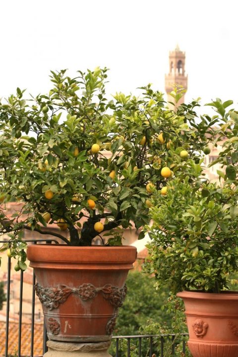 Terraço: Citrinos em vaso