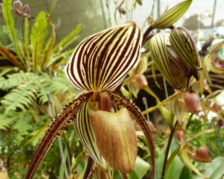 Paphiopedilum