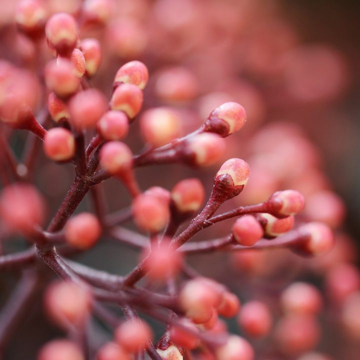 skimmias