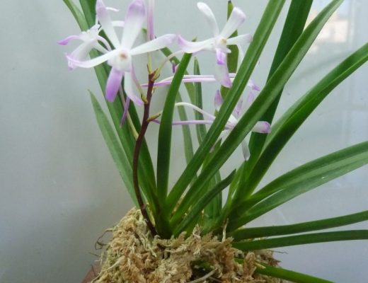 Neofinetia falcata