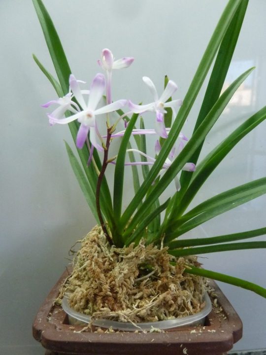 Neofinetia falcata
