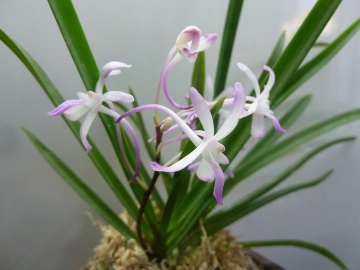 Neofinetia falcata