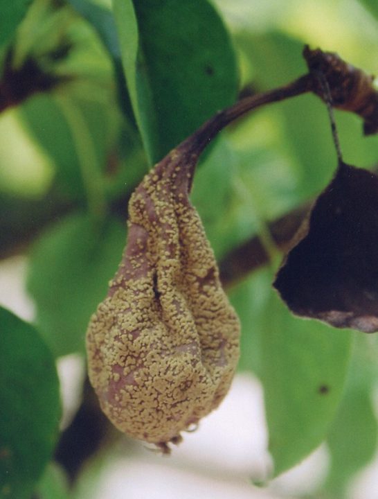 mumificado dos frutos