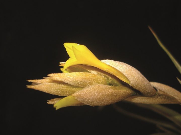 bromélias