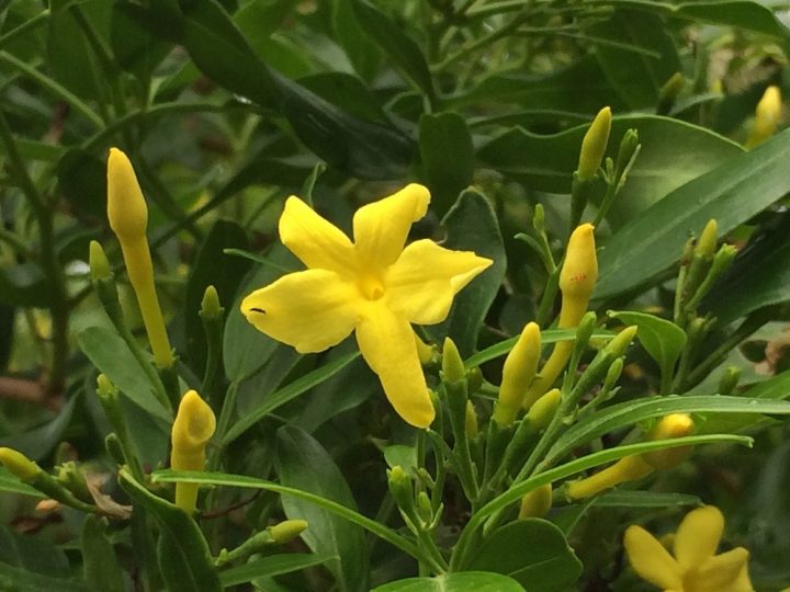jasmineiro-amarelo