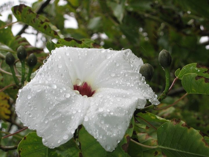 árvore-glória-da-manhã